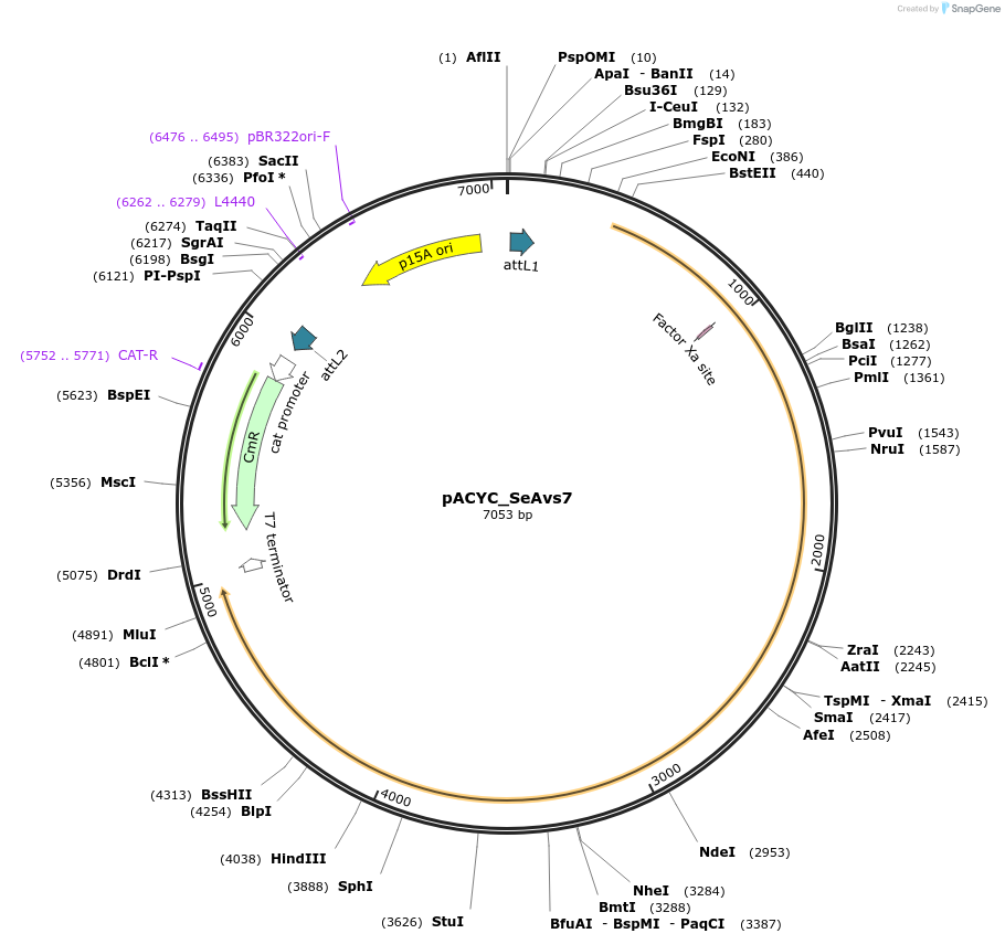 260240-plasmid-map-sequence-id-520348