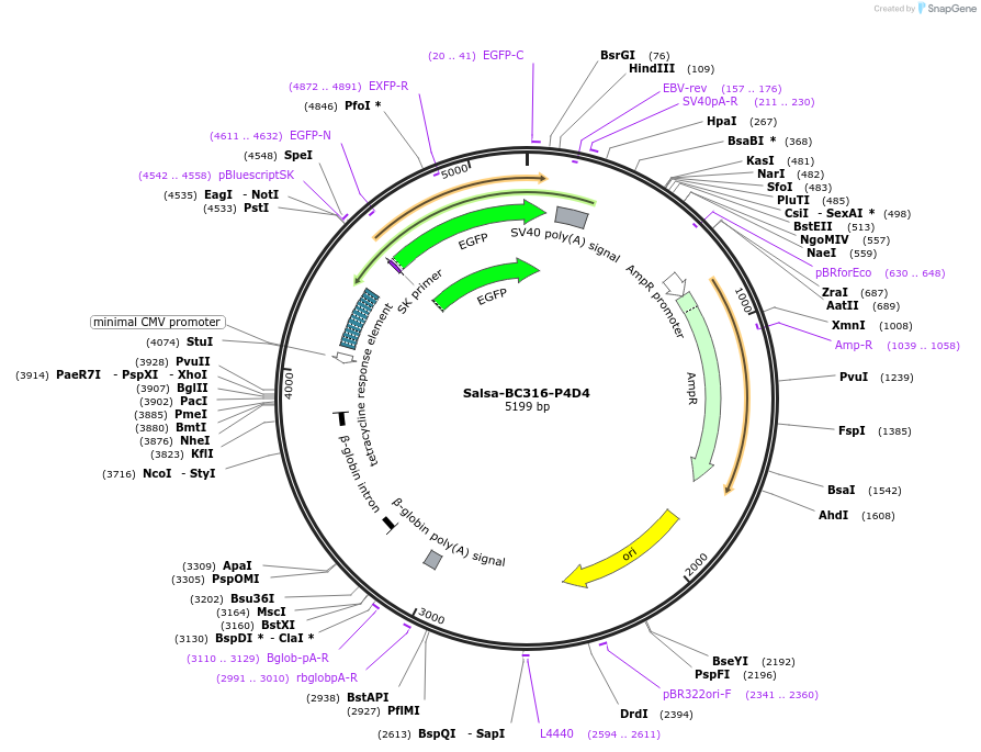 260182-plasmid-map-sequence-id-520388