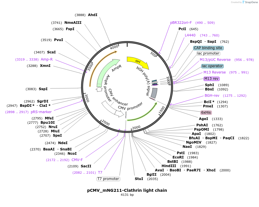 253554-plasmid-map-sequence-id-520401