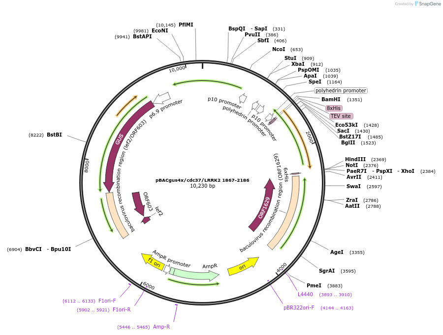 40364-plasmid-map-sequence-id-52041