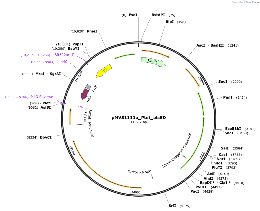 254143-plasmid-map-sequence-id-520410