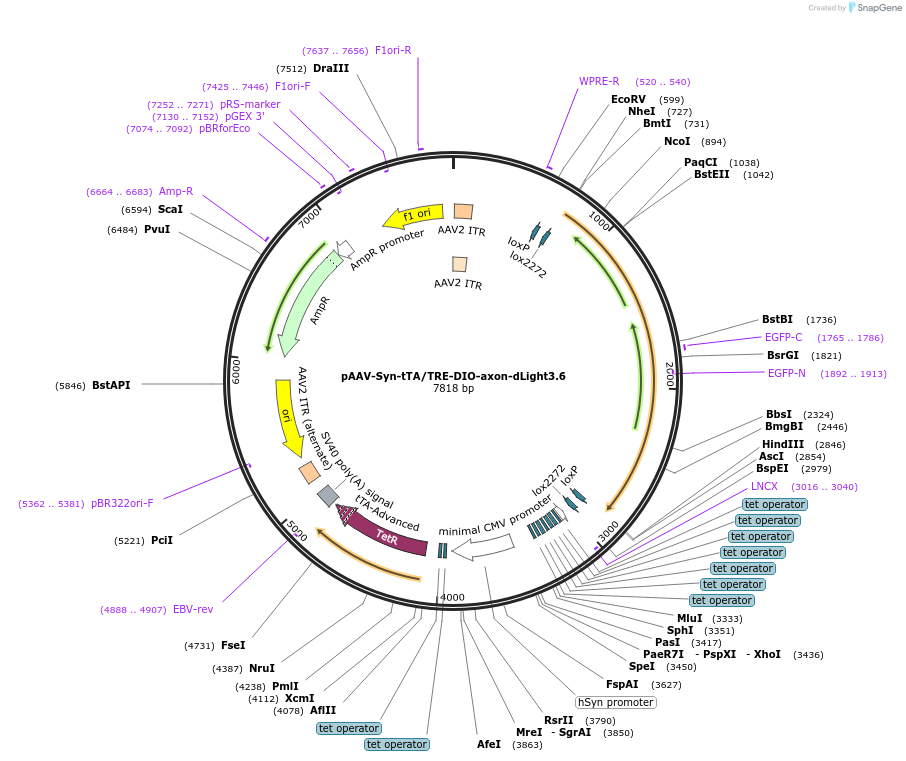 257867-plasmid-map-sequence-id-520411