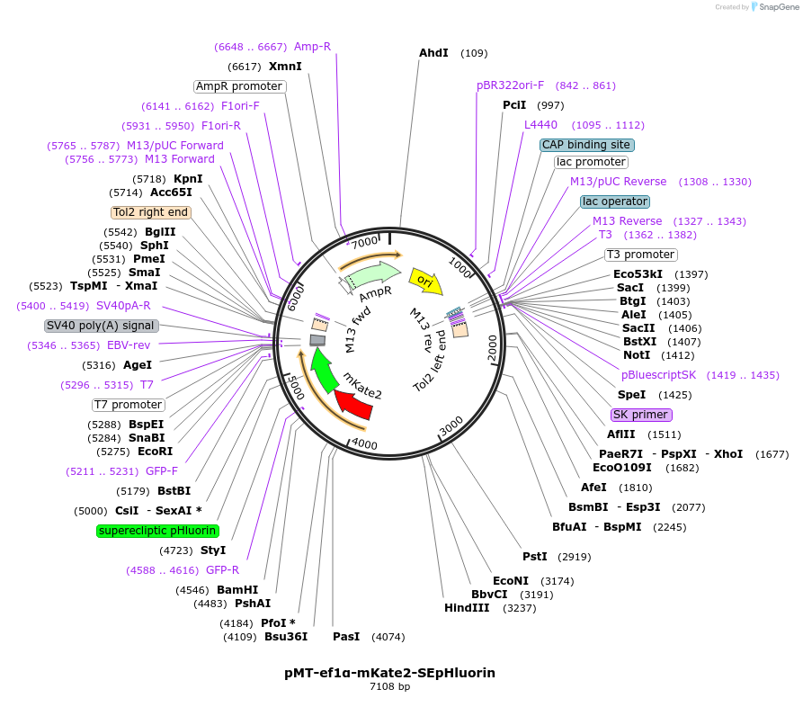 260147-plasmid-map-sequence-id-520413