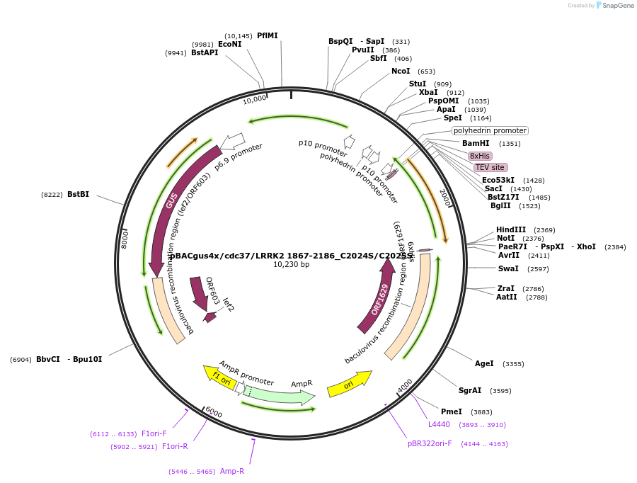 40366-plasmid-map-sequence-id-52043