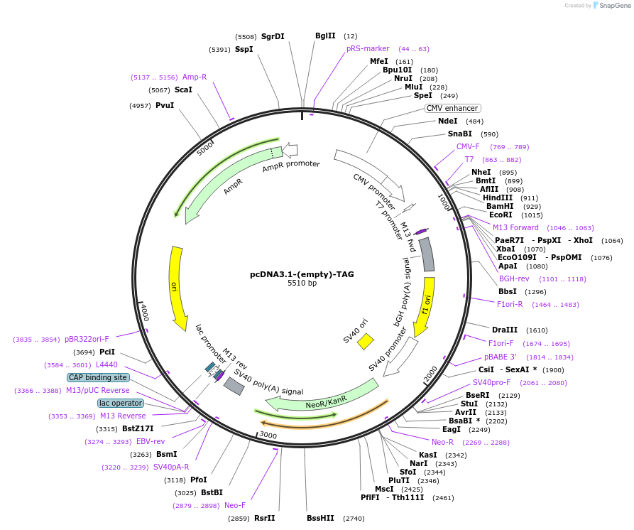 138209-plasmid-map-sequence-id-520435