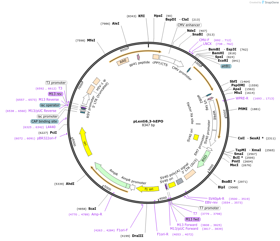 50436-plasmid-map-sequence-id-520493