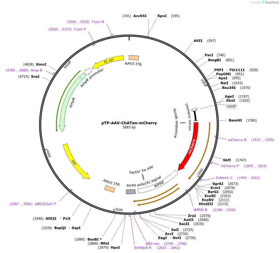 193741-plasmid-map-sequence-id-520503