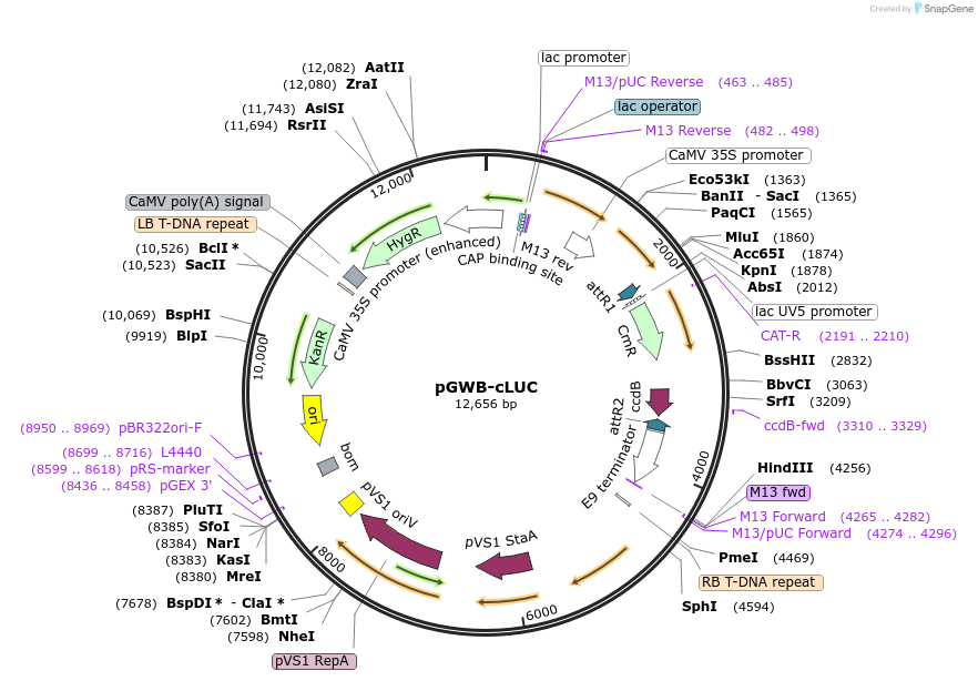 174051-plasmid-map-sequence-id-520505