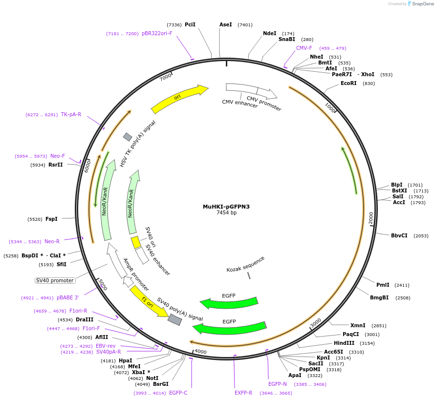 21919-plasmid-map-sequence-id-520507