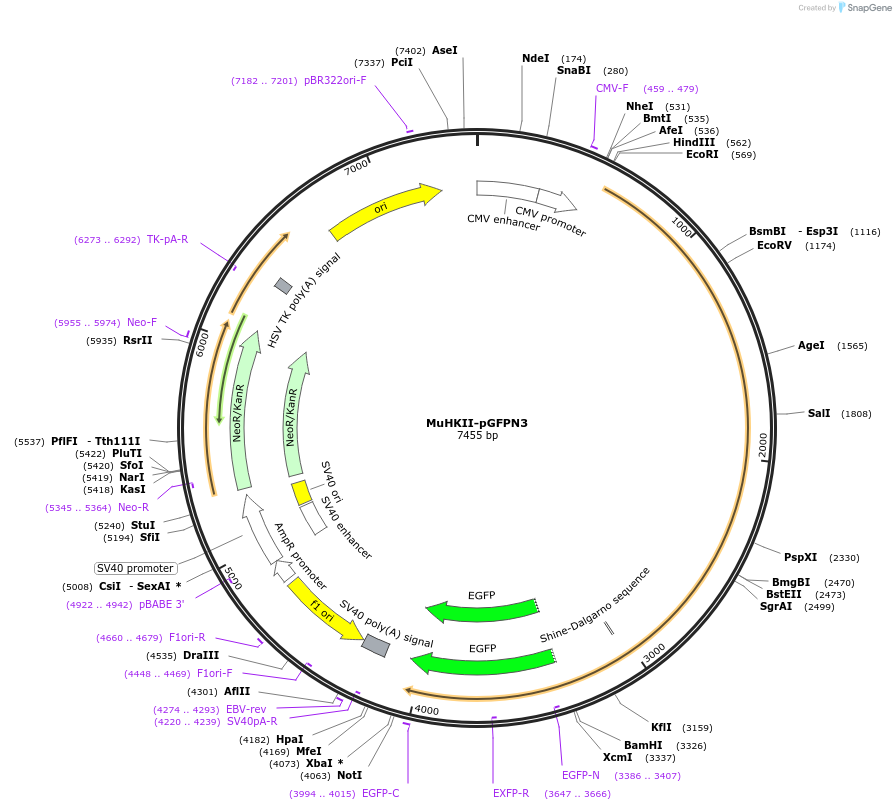 21922-plasmid-map-sequence-id-520511