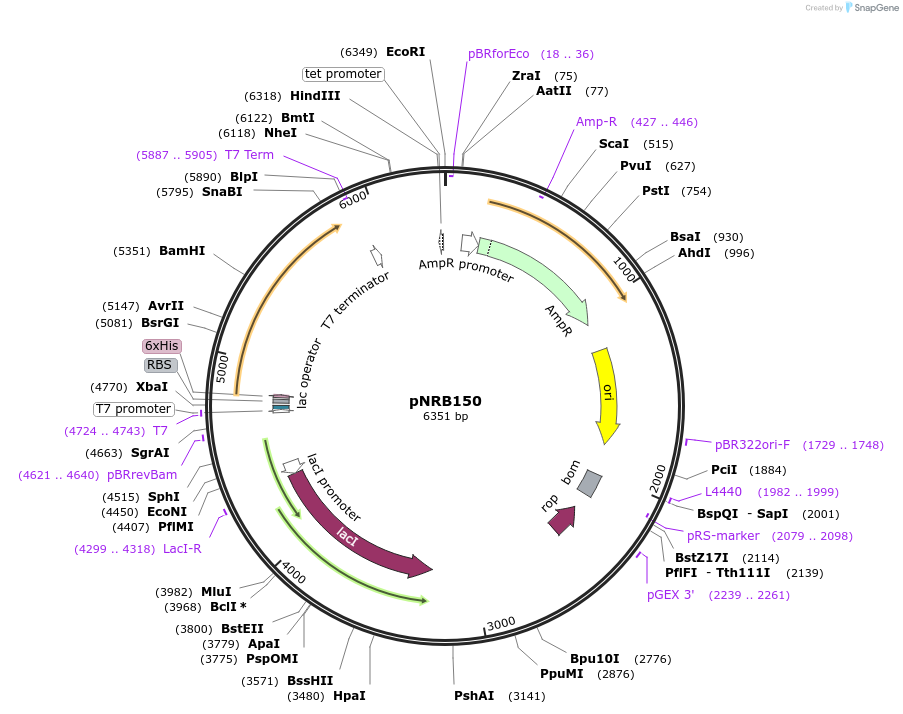 36451-plasmid-map-sequence-id-520512