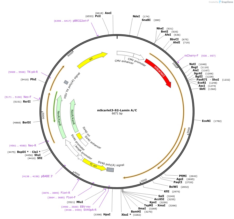 246875-plasmid-map-sequence-id-520517