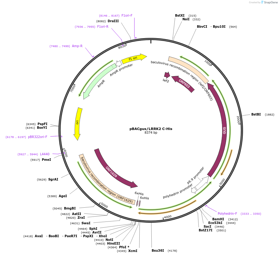 40375-plasmid-map-sequence-id-52052
