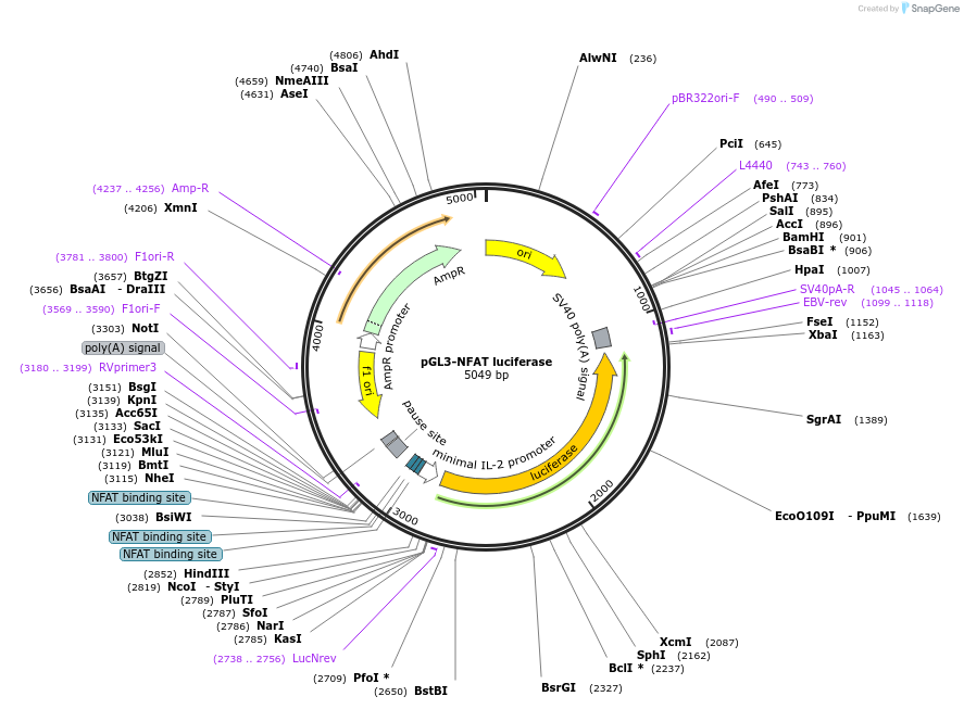 17870-plasmid-map-sequence-id-520532