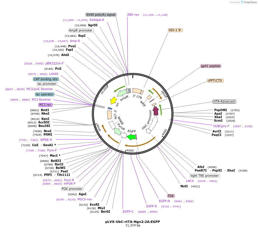 127288-plasmid-map-sequence-id-520551
