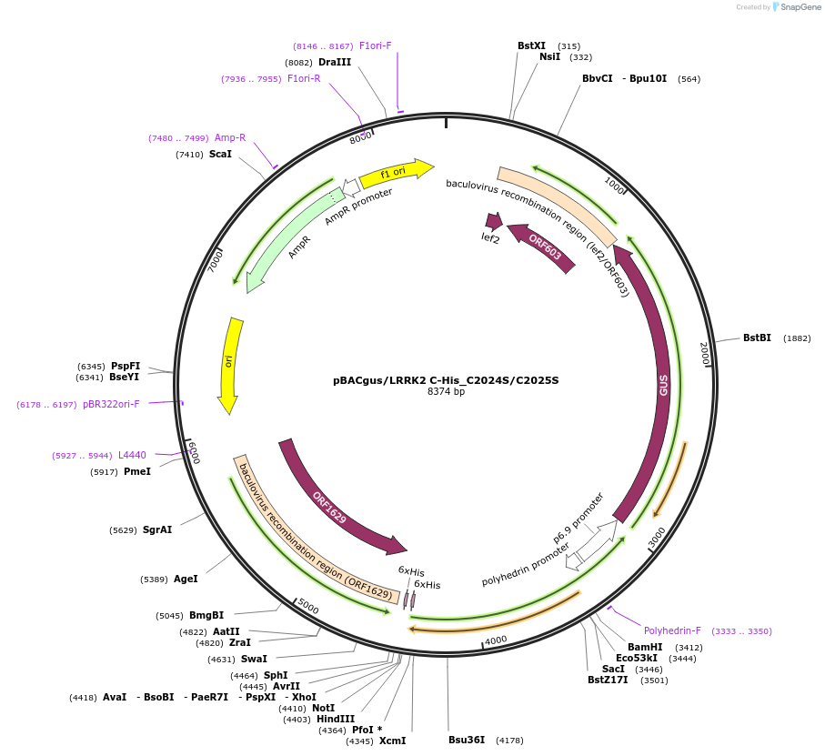 40383-plasmid-map-sequence-id-52060
