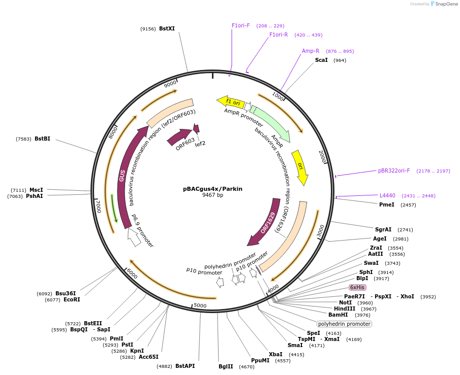 40385-plasmid-map-sequence-id-52062