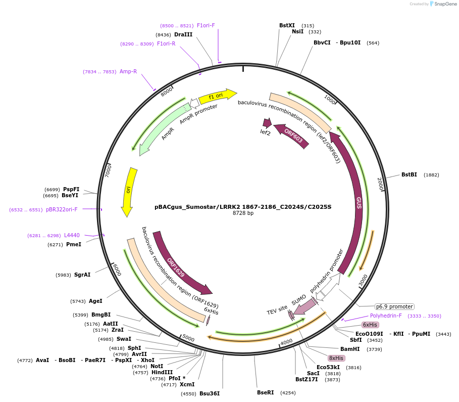 40388-plasmid-map-sequence-id-52065