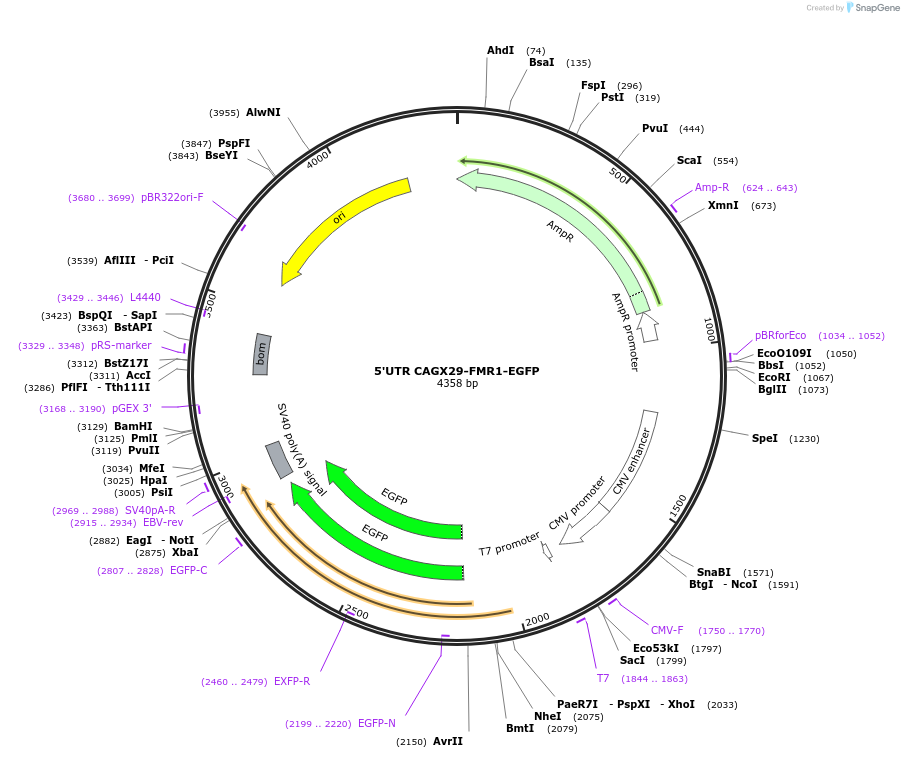 260129-plasmid-map-sequence-id-520652