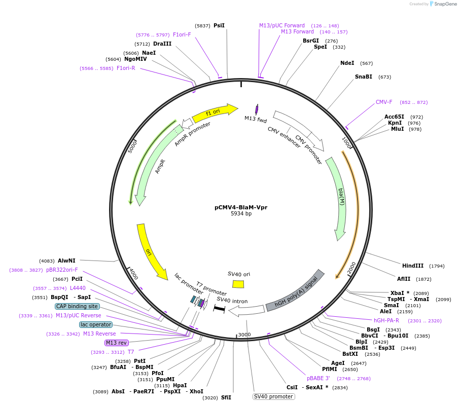 21950-plasmid-map-sequence-id-520657