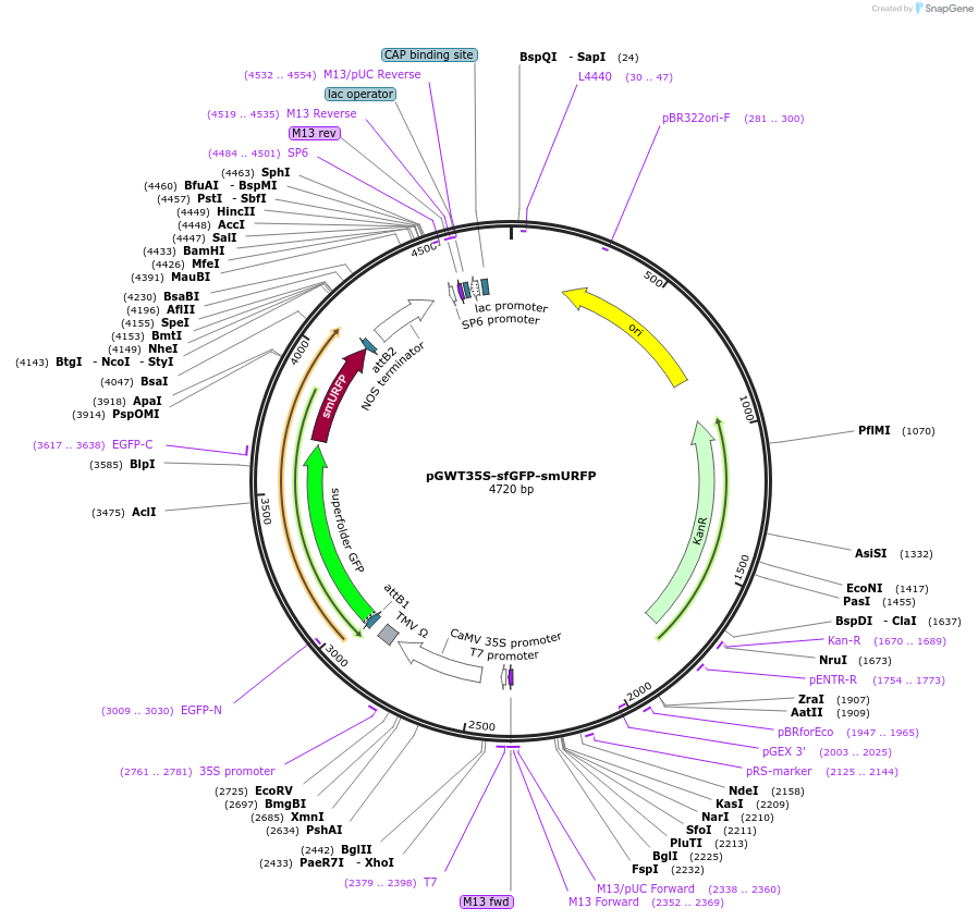 256258-plasmid-map-sequence-id-520668