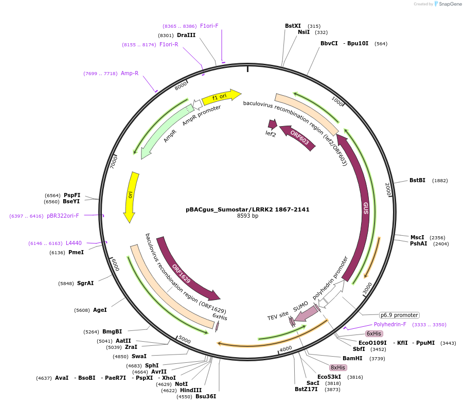 40390-plasmid-map-sequence-id-52067