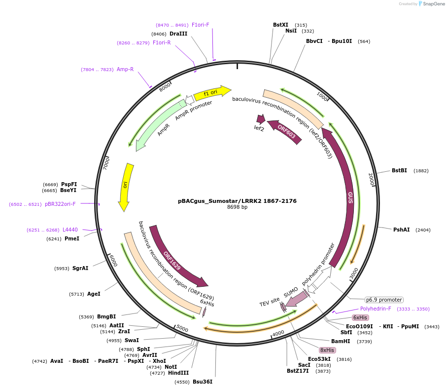 40392-plasmid-map-sequence-id-52069