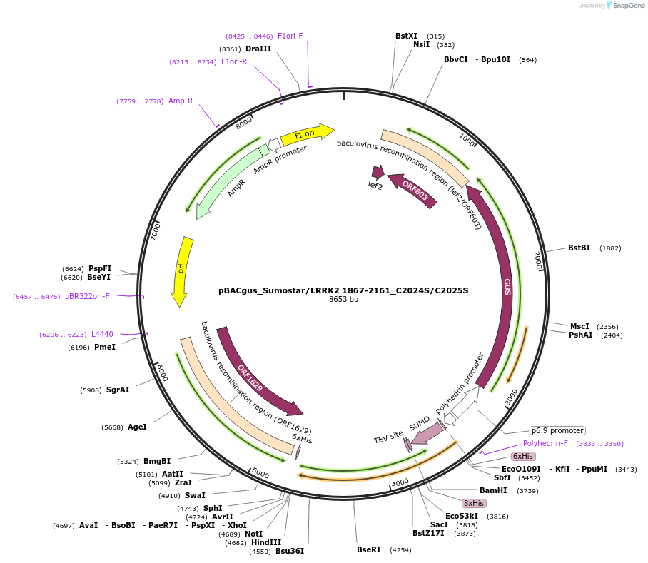 40394-plasmid-map-sequence-id-52071