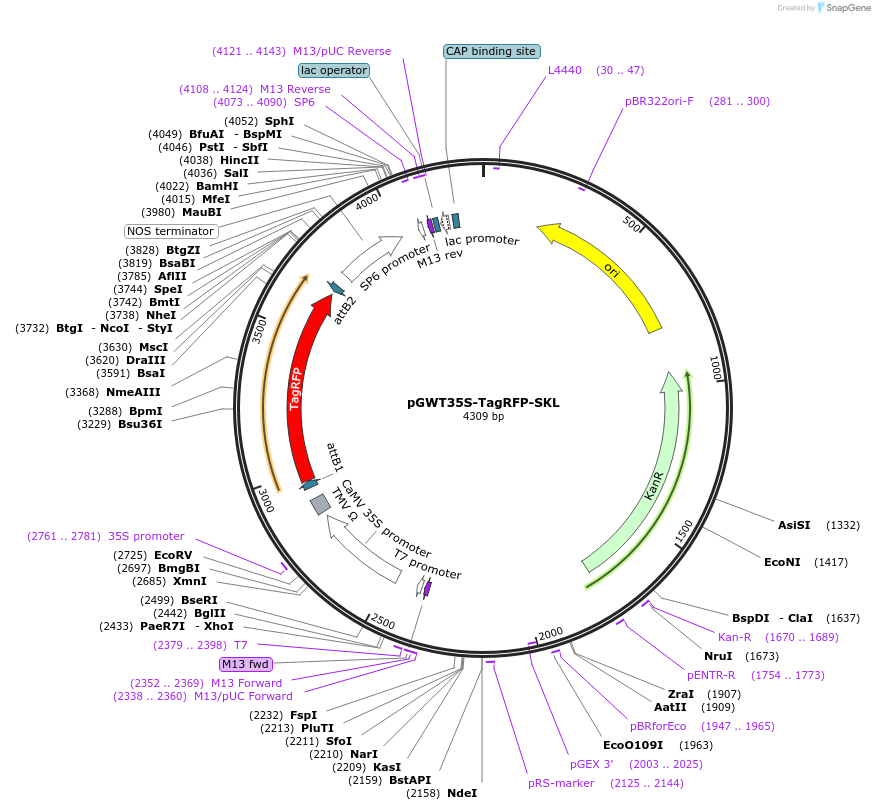 256264-plasmid-map-sequence-id-520762