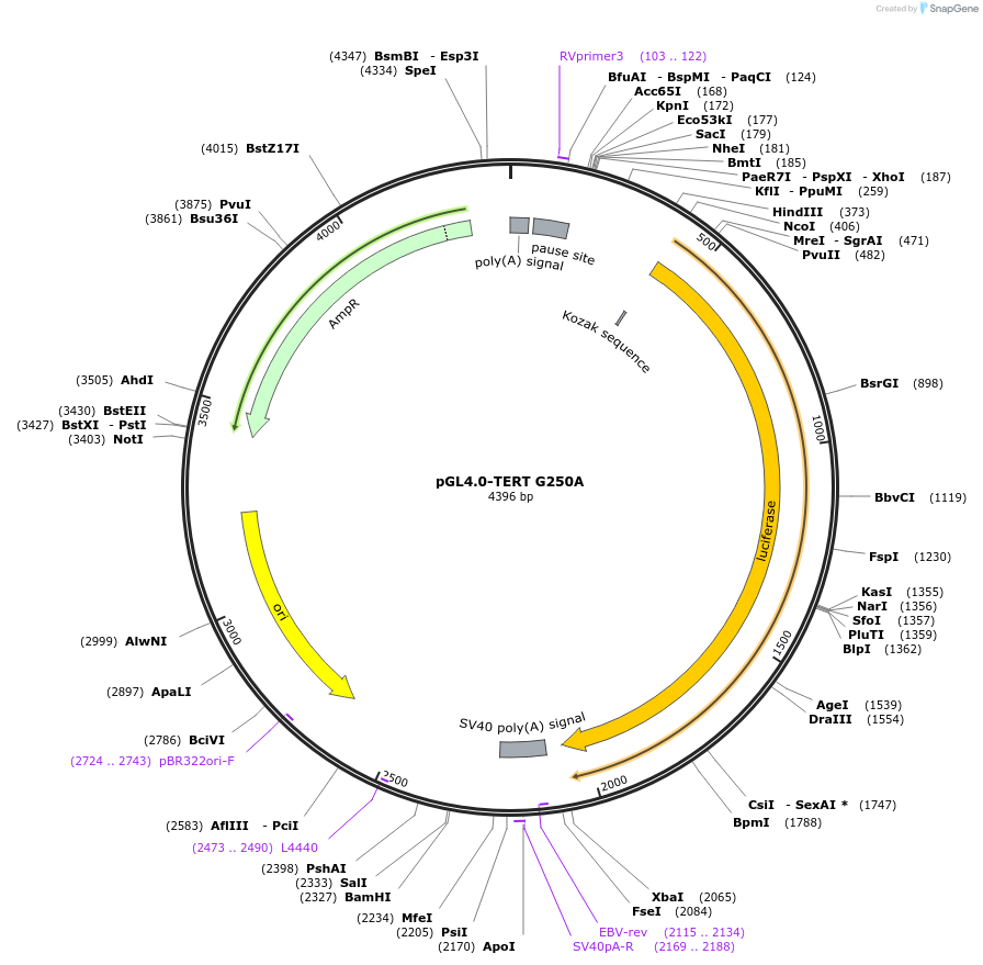 84925-plasmid-map-sequence-id-520763