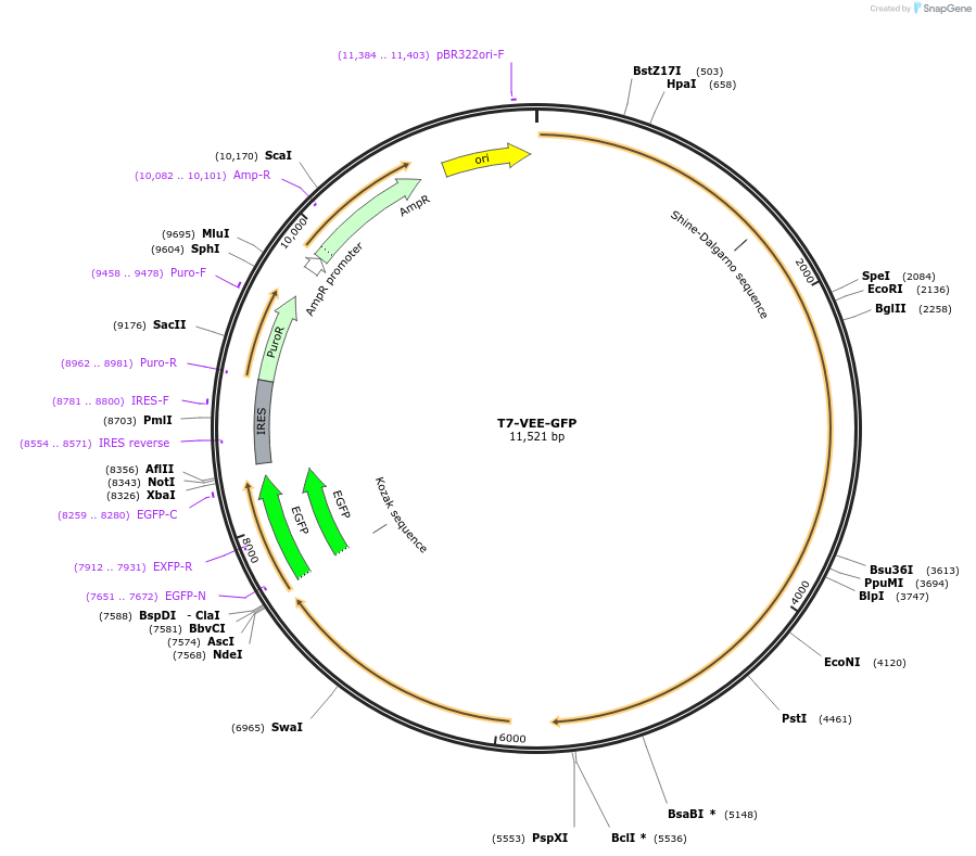 58977-plasmid-map-sequence-id-520773
