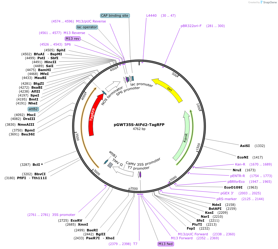 256273-plasmid-map-sequence-id-520774