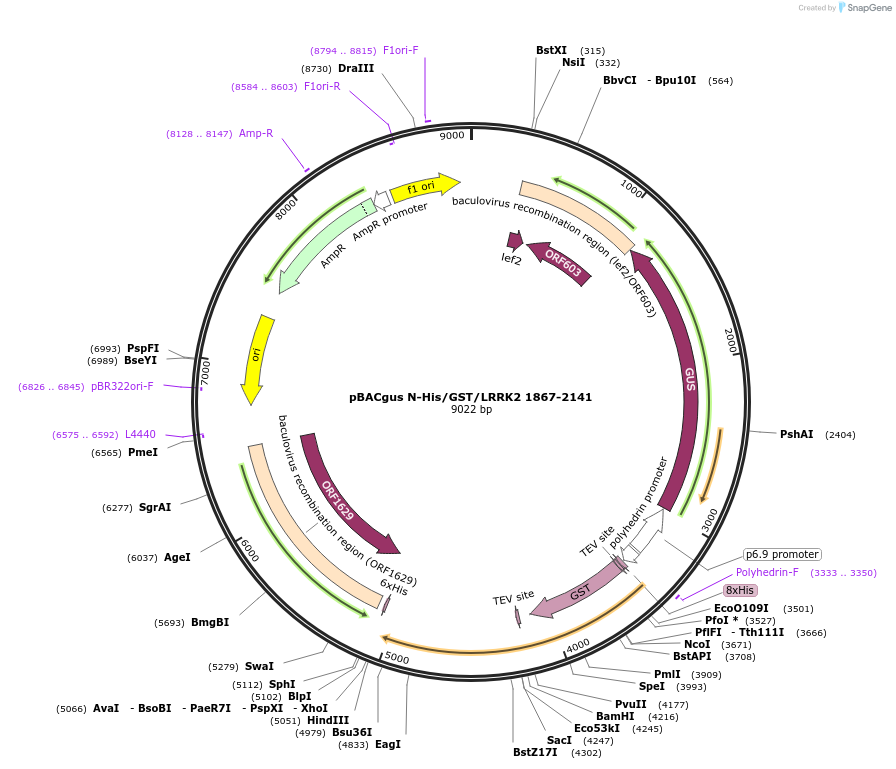40404-plasmid-map-sequence-id-52081