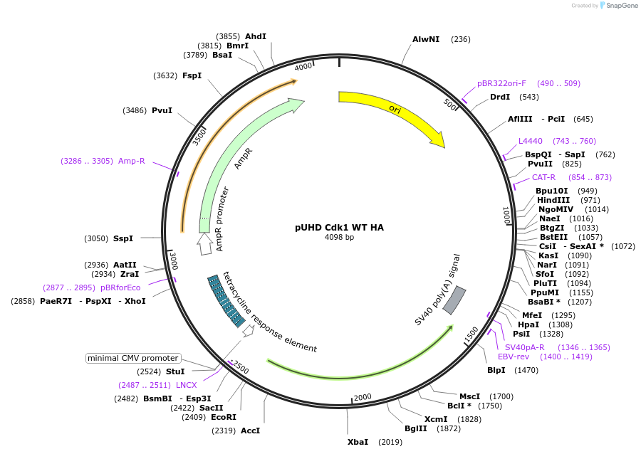 27652-plasmid-map-sequence-id-520847