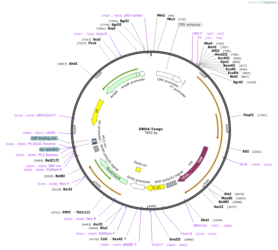 66271-plasmid-map-sequence-id-520851