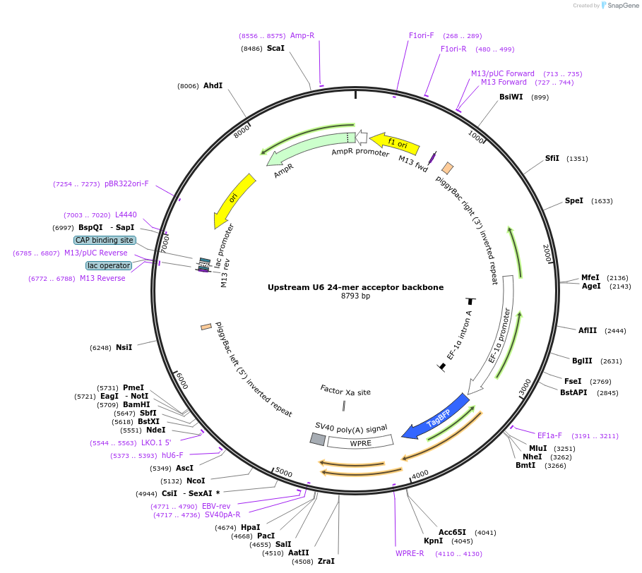 257852-plasmid-map-sequence-id-520854