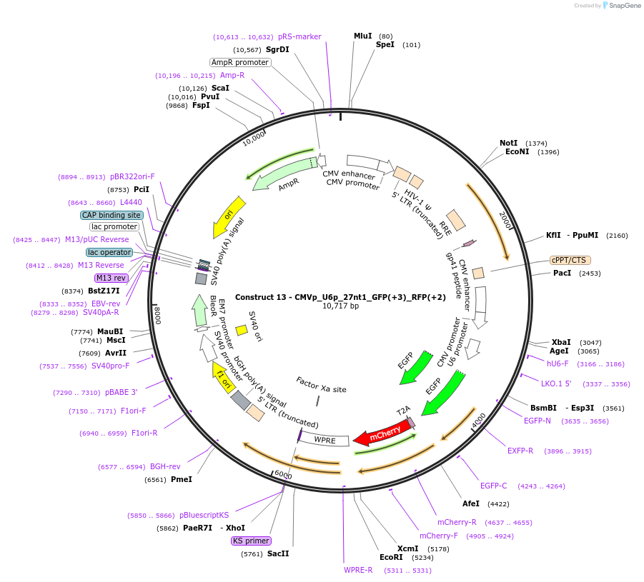 81252-plasmid-map-sequence-id-520864