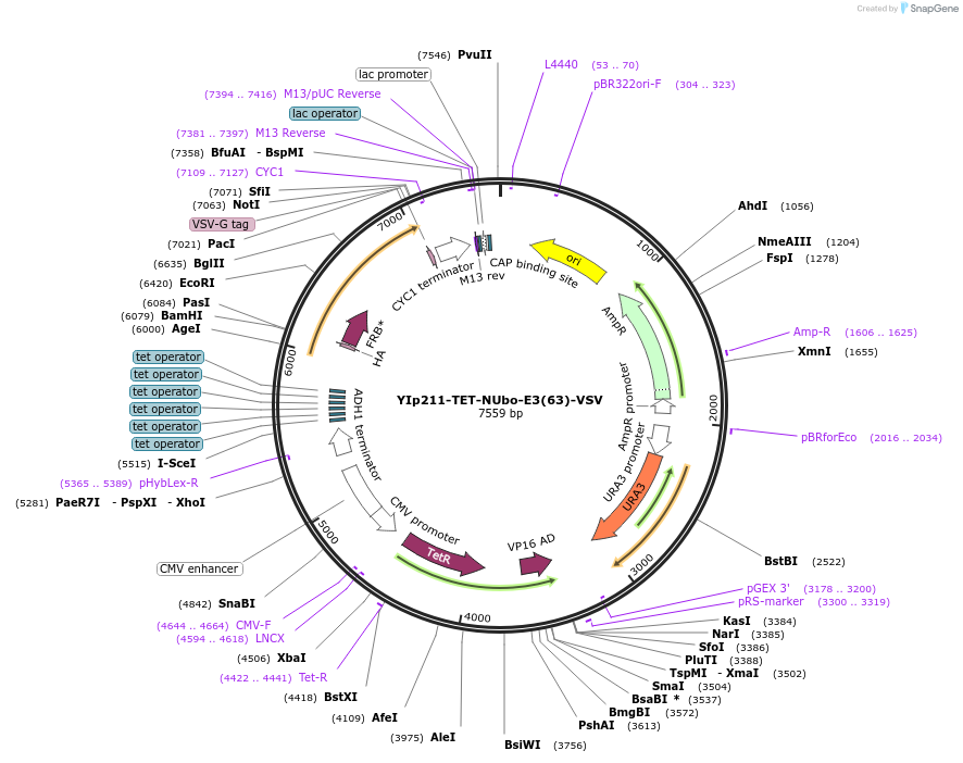 212753-plasmid-map-sequence-id-520917
