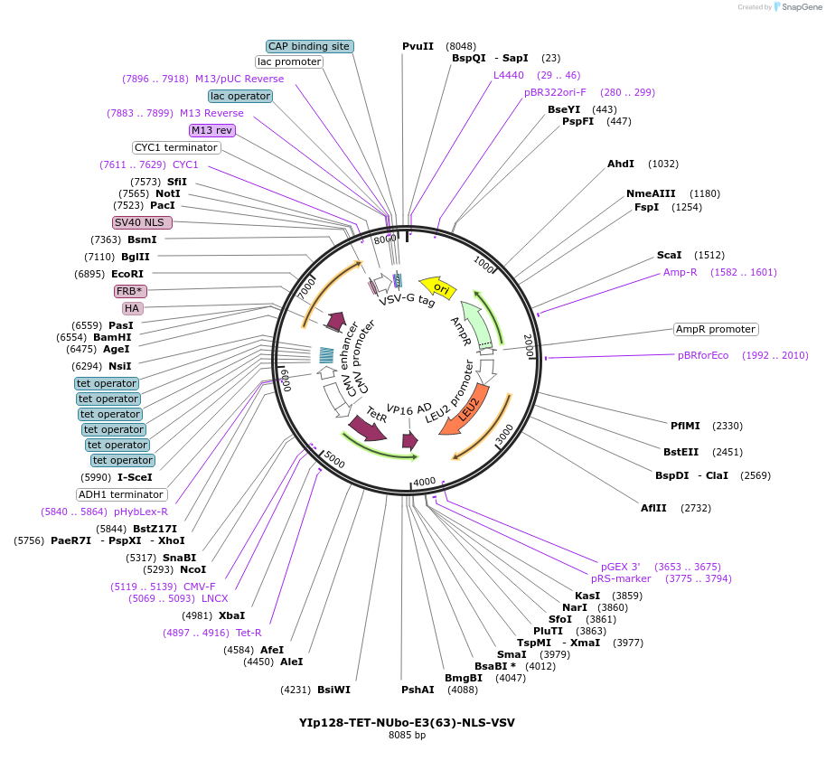 212756-plasmid-map-sequence-id-520919