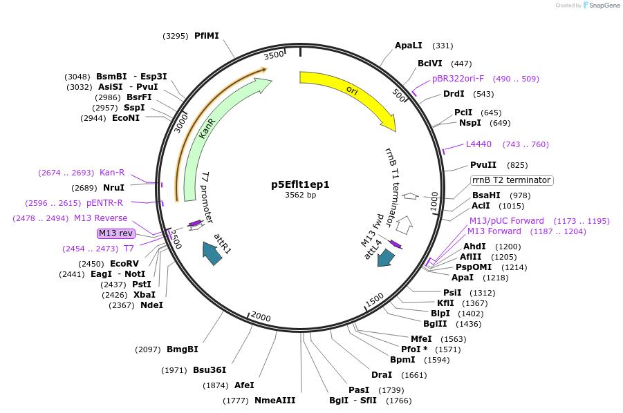 261113-plasmid-map-sequence-id-520940