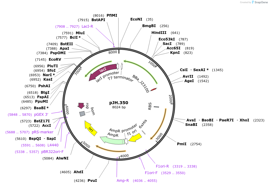 261546-plasmid-map-sequence-id-520950