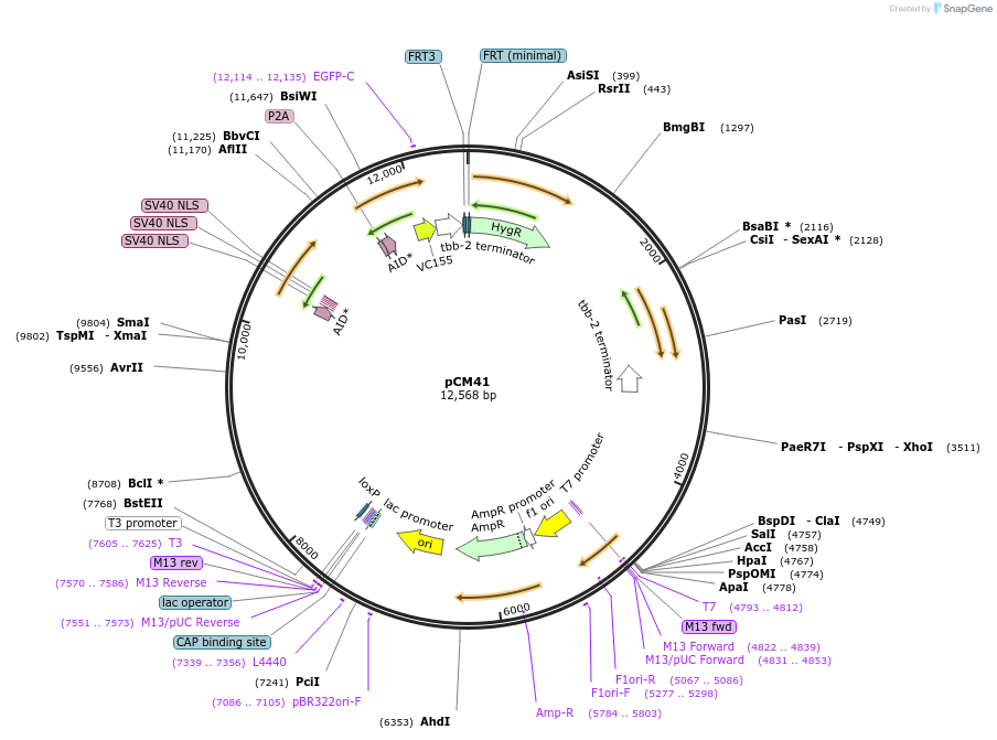 261128-plasmid-map-sequence-id-520969