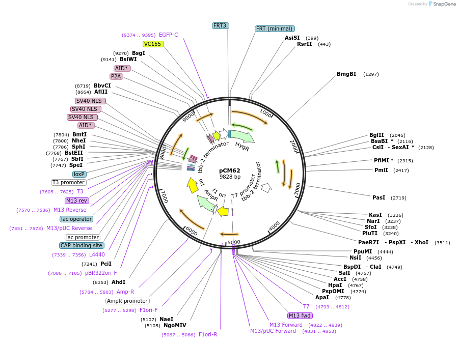 261130-plasmid-map-sequence-id-520970
