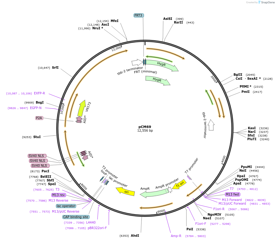 261138-plasmid-map-sequence-id-520971