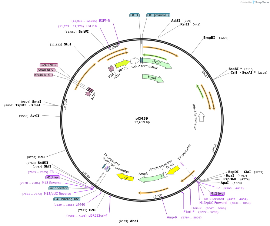 261126-plasmid-map-sequence-id-520972