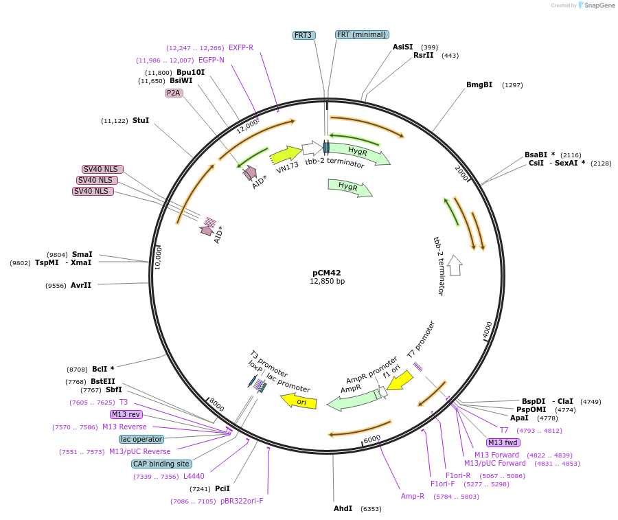 261129-plasmid-map-sequence-id-520973