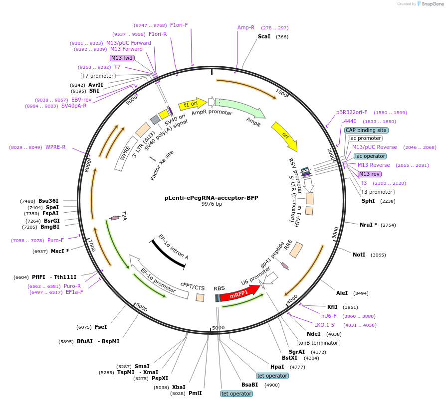 260210-plasmid-map-sequence-id-520975