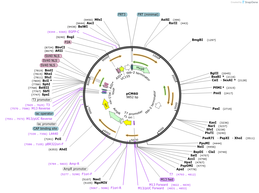 261132-plasmid-map-sequence-id-520976