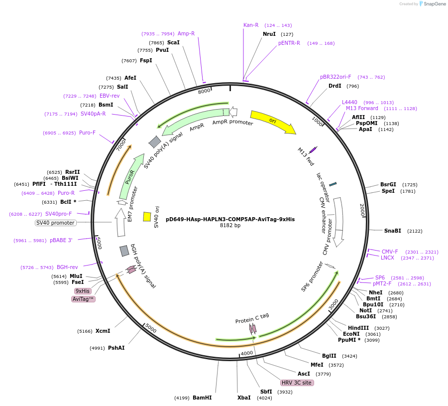 157349-plasmid-map-sequence-id-521016