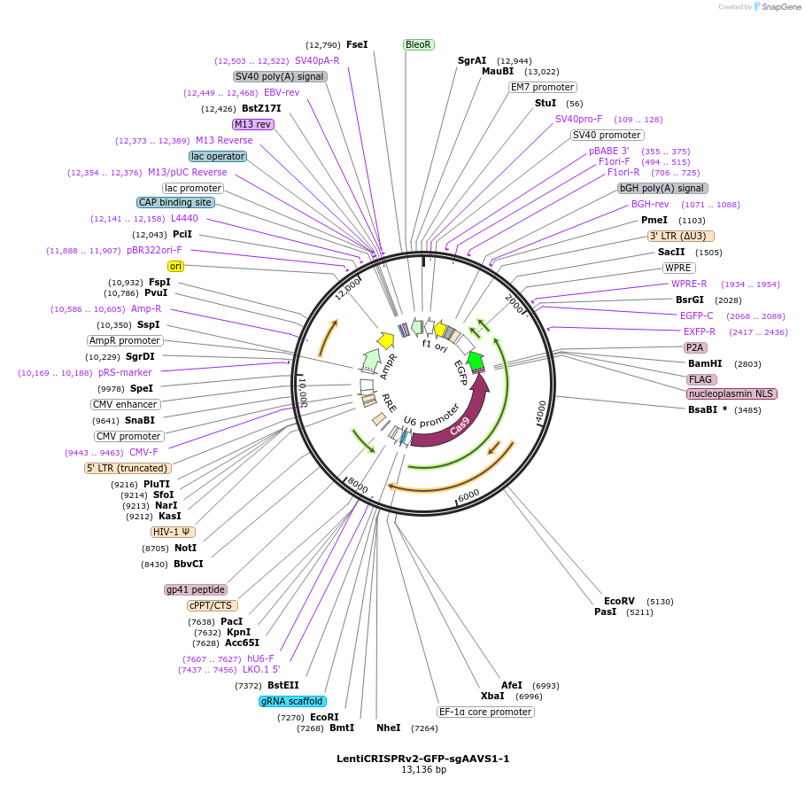 261346-plasmid-map-sequence-id-521018